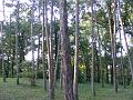 DSCF1061